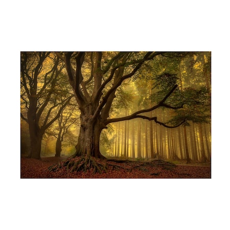 Piet Haaksma 'Old Tree' Canvas Art, 22x32